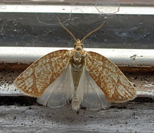 Yellow-winged Oak Leafroller Moth photo 6