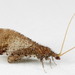Berothidae - Photo (c) cotinis，保留部份權利CC BY-NC-SA