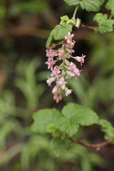 Ribes sanguineum glutinosum