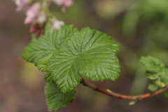 Ribes sanguineum glutinosum