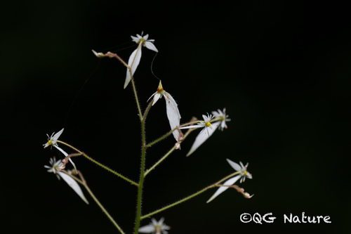 Saxifraga rufescens