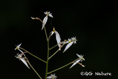 Saxifraga rufescens