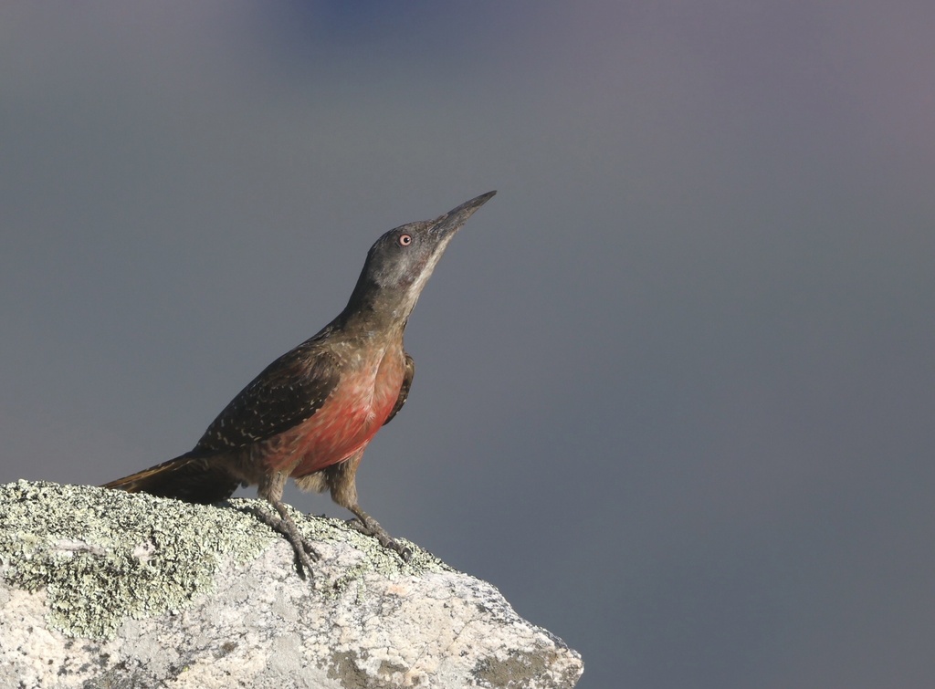 Geocolaptes