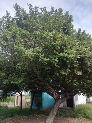 Coccoloba barbadensis