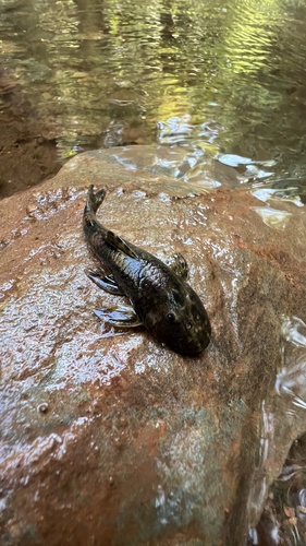 Mutuca pleco (Pareiorhaphis mutuca) — Loricariidae