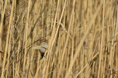 Emberiza schoeniclus