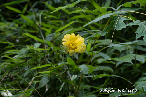 Cathcartia chelidoniifolia observed 2023-06-05