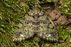Hydriomena albifasciata