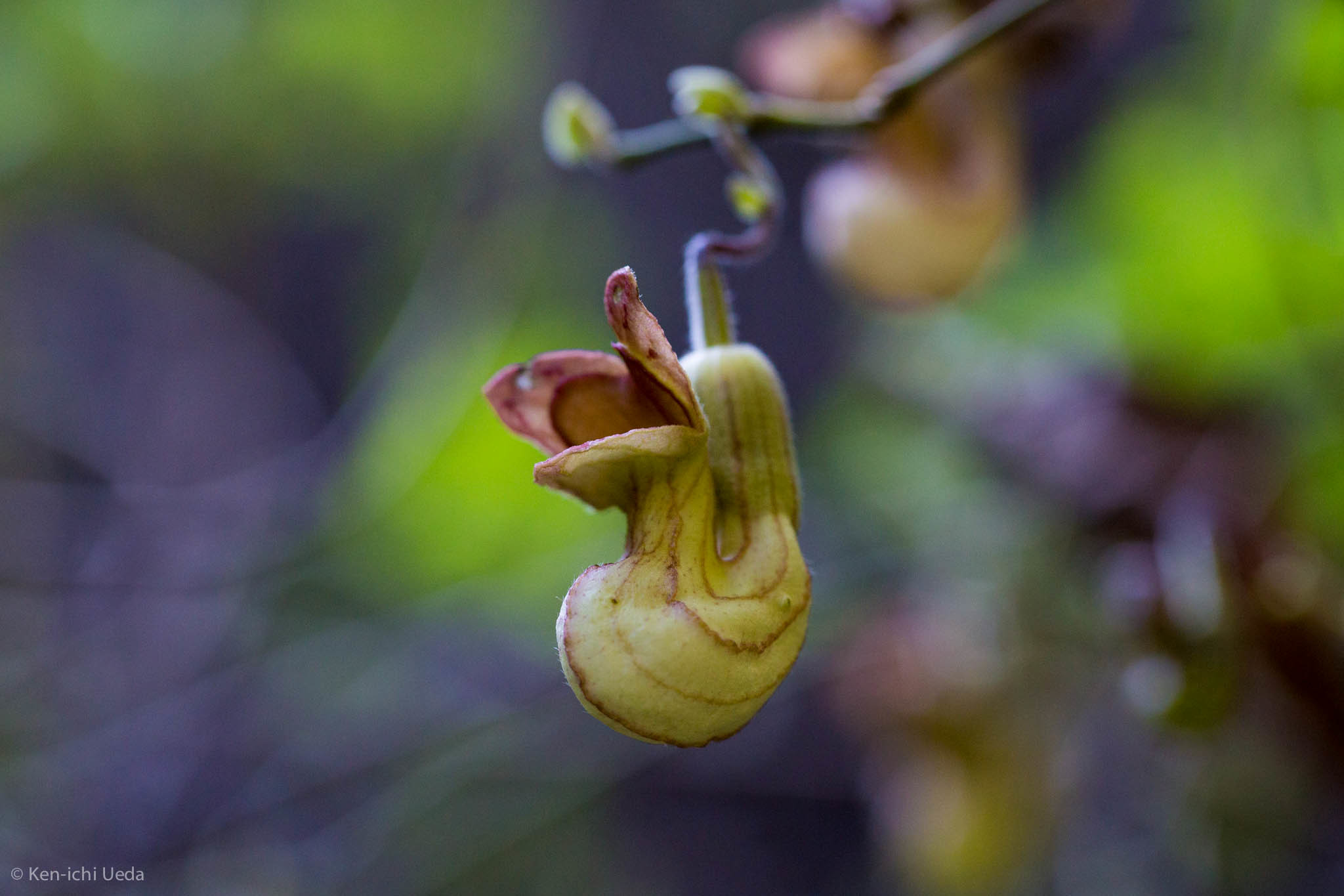 Isotrema californicum