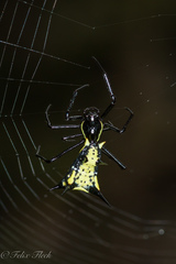 Micrathena vigorsi