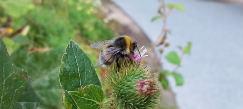 White-tailed Bumble Bee, 1093 ED Amsterdam, Nederland, photo 7 of 10