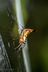 Micrathena acuta