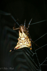Micrathena acuta
