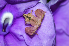 Epicadus taczanowskii