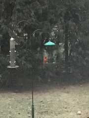 Cardinalis cardinalis