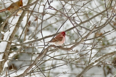 Haemorhous purpureus purpureus