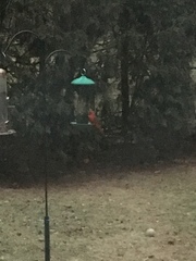 Cardinalis cardinalis