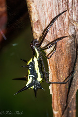Micrathena vigorsi