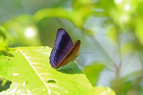 Cirrochroa imperatrix