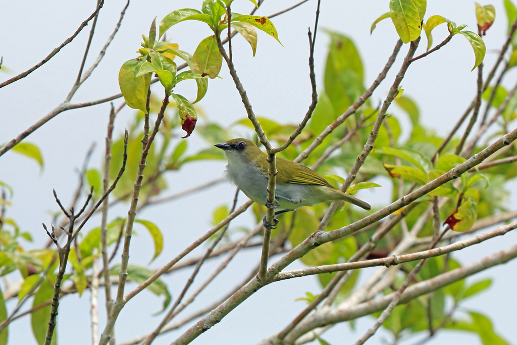 Biak White-eye photo