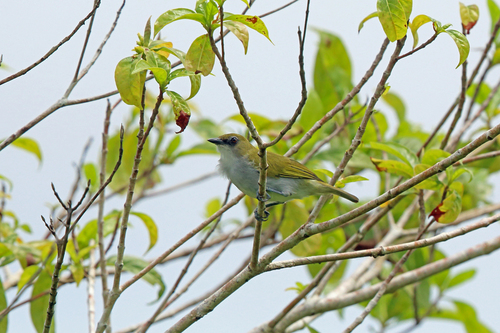 Biak White-eye