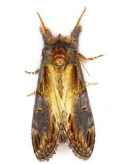 Notodonta scitipennis