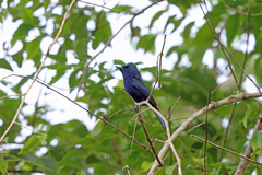 Biak Black Flycatcher photo 1