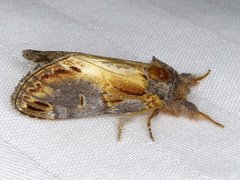 Notodonta scitipennis