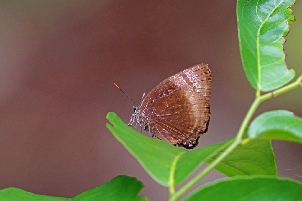 Arhopala aexone