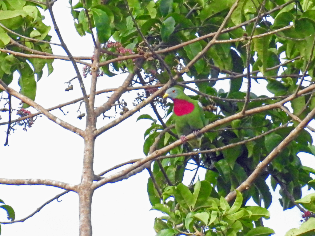 Claret-Breasted Fruit-Dove