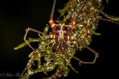 Cranaidae
