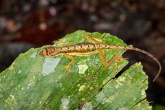 Anolis trachyderma