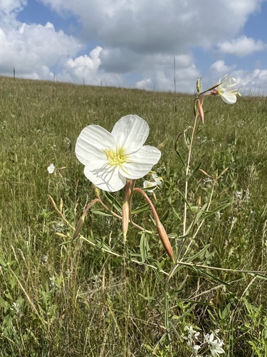 White-stemmed Evening-primrose