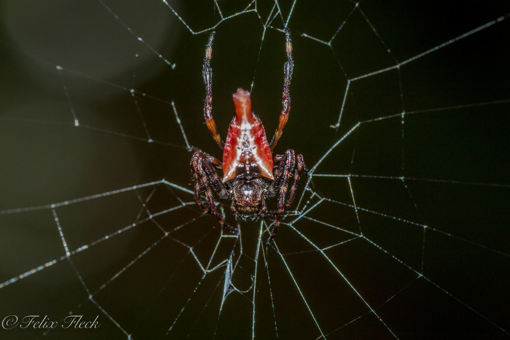 Witica crassicauda