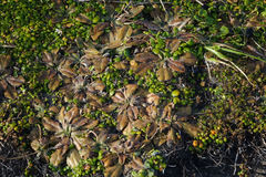 Plantago raoulii