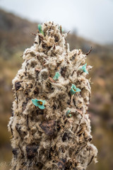Puya clava-herculis