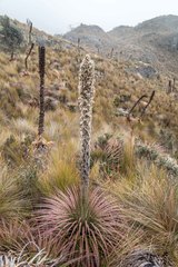 Puya clava-herculis