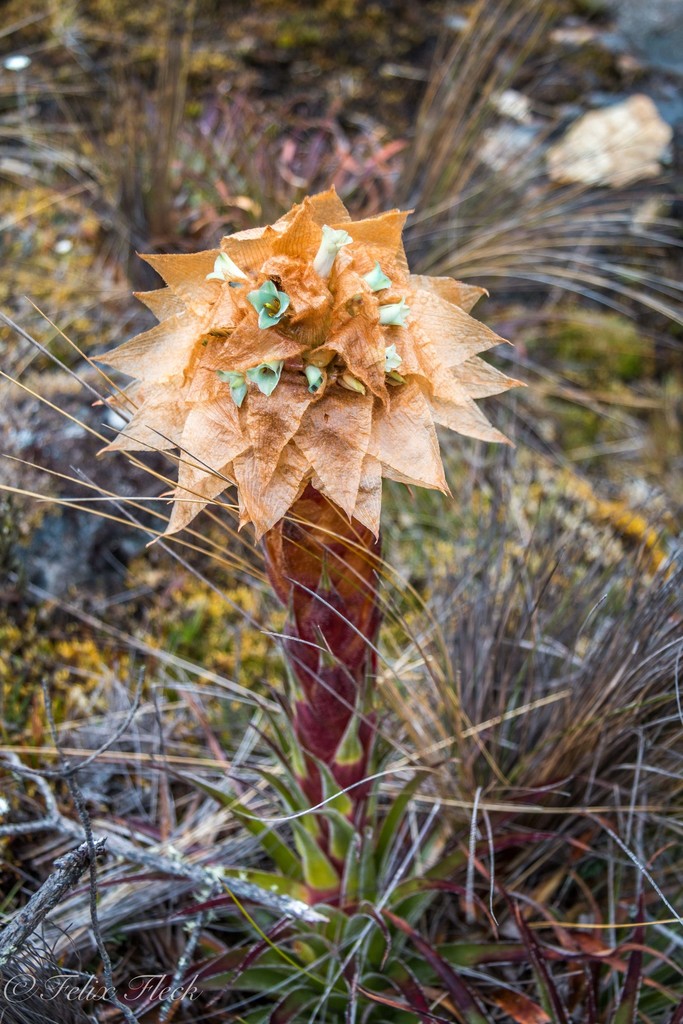 Puyopsis