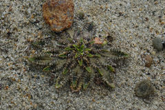 Plantago triandra