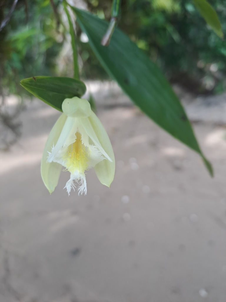 Sobralia fragrans
