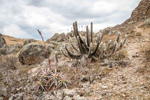 Espostoa frutescens image