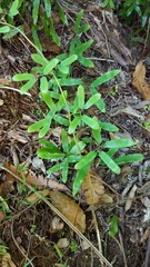 Lygodium articulatum