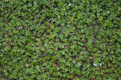 Acaena microphylla pauciglochidiata