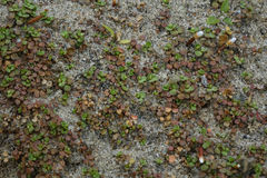 Epilobium komarovianum