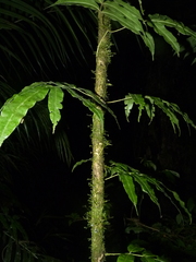 Salpichlaena volubilis