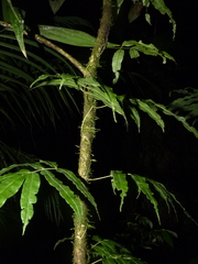 Salpichlaena volubilis