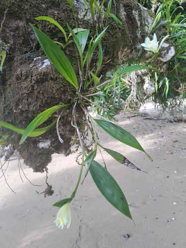 Sobralia fragrans, photograph 2