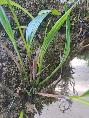 Sobralia fragrans, photograph 3