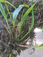 Sobralia fragrans, photograph (c) keesgroenendijk, some rights reserved (CC BY)