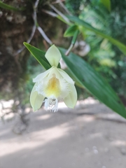 Sobralia fragrans, photograph (c) keesgroenendijk, some rights reserved (CC BY)